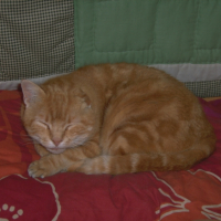 Photo #221695 de Bouboule