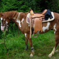 Photo #221721 de Okland