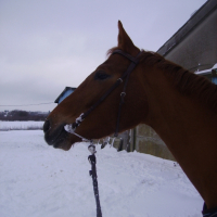 Photo #221763 de Raivery