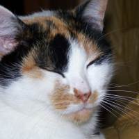 Photo #221765 de Chipie