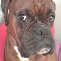 Photo #221770 de Speedy