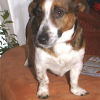 filou