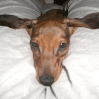 Photo #221781 de Ernest