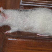 Photo #221783 de Tit rat