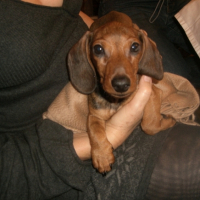 Photo #221784 de Ernest