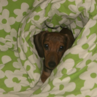 Photo #221793 de Ernest