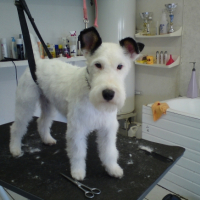 Photo #221796 de Enoa