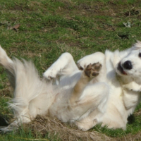 Photo #221799 de Sushi
