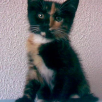 Photo #221804 de Paprika