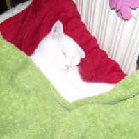 Photo #221822 de Poupette
