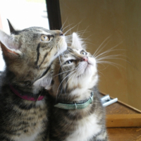 Photo #221834 de Starsky