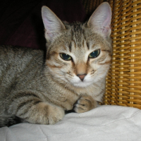 Photo #221835 de Luna