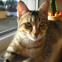 Photo #221836 de Luna