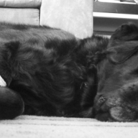 Photo #221858 de Ramsès