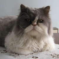 Photo #221861 de Roméo