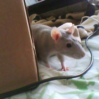 Photo #221940 de Mushika