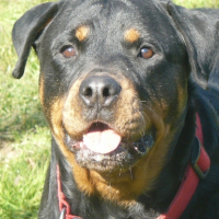 Photo #221989 de Anka