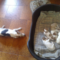 Photo #221997 de Cana
