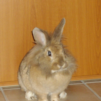 Photo #221998 de Canelle