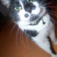 Photo #222020 de Garou