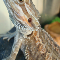 Photo #222024 de Liza et hypnos
