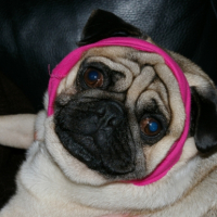 Photo #222118 de Marcel