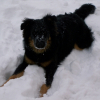 dans la neige