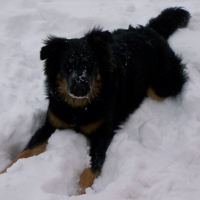 Photo #222189 de Nala