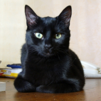 Photo #222201 de Isis