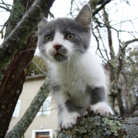 Photo #222210 de Kolo