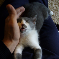 Photo #222214 de Kolo