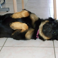 Photo #222216 de Nala