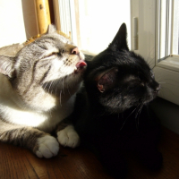 Photo #222235 de Isis