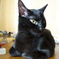 Photo #222238 de Isis