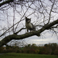 Photo #222246 de Kolo