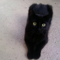 Photo #222256 de Reglisse