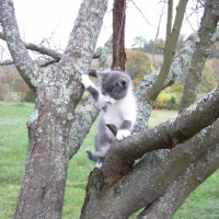 Photo #222260 de Kolo