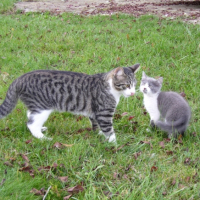 Photo #222265 de Kolo