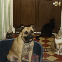 Photo #222267 de Roky balboa