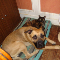 Photo #222274 de Roky balboa