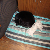 Photo #222285 de Misty