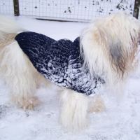 Photo #222338 de Simba
