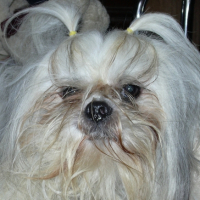 Photo #222347 de Simba