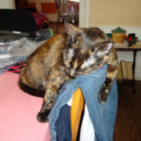 Photo #222354 de Poussy