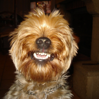 Photo #222377 de Chico