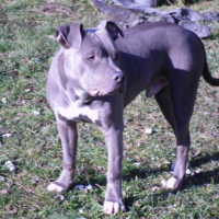 Photo #222386 de Enzo