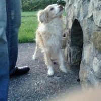 Photo #222411 de Chips