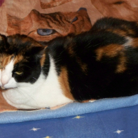 Photo #222420 de Moka