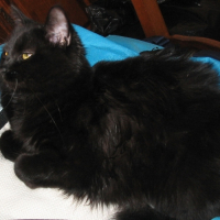 Photo #222421 de Cristale