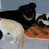 chiens & chats c'est cool